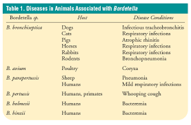 Dogs and cats with respiratory disease caused by bordetella bronchiseptica are often managed with antibiotic therapy and supportive care, although mild infections may not require treatment. Bordetella Infections In Dogs And Cats Pathogenesis Clinical Signs And Diagnosis Vetfolio