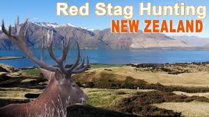 Where the herds roam free and the red stags roarrr.! Red Stag Tahr Hunting In New Zealand 2019 Youtube