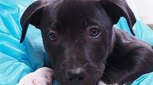 Multnomah county, portland, or id: Oregon Humane Society Offers 100 Off Dog And Puppy Adoptions For Limited Time Katu