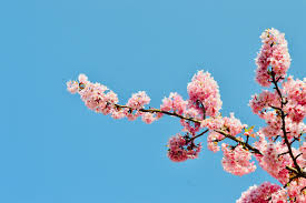 Tree Leaves Sakura Cherry - Free photo ...