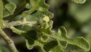 Image result for Solanum supinum