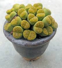 Image result for Lithops