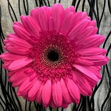 Image result for Gerbera