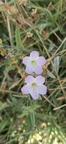 Image result for Ipomoea blepharophylla