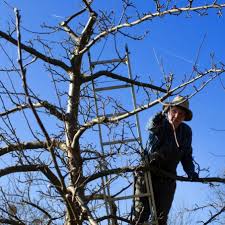 Obstbaum schnitt an birne als kleiner baum im topf mit umpflanzen und mehr im garten. Garten So Vermehrt Man Einen Apfelbaum Svz De