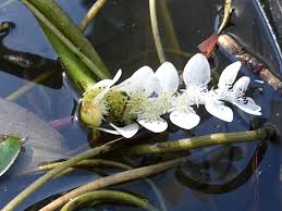 Image result for Aponogeton desertorum