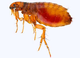 Infestation de puces dans la maison : Invasion De Puces Chez Soi S En Debarrasser Avec La Desinsectisation