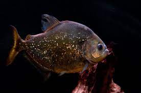 Piranha