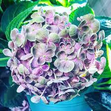 new the 10 best garden ideas today with pictures 绣球爆米花变色中放到秋天看他能 否从绿再变红 绣球 绣球花 八仙花 紫阳花 アジサイ 紫陽花