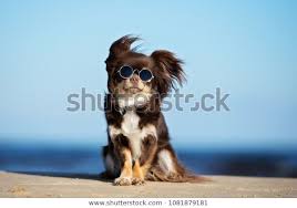 Funny Chihuahua Dog Posing On Beach Stock Photo Edit Now 1081879181 Chihuahua Funny Chihuahua Dogs Dog Poses