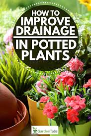 We did not find results for: How To Improve Drainage In Potted Plants Garden Tabs