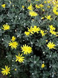 Dipingere fiori bianchi e margherite in un prato. Euryops Pectinatus Yougardener