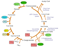 Before we discussed the class 11 respiration in plants notes, let us check the cbse class 11 summary; Biology Respiration In Plants Revision Notes For Neet Aipmt Medical Exams Askiitians