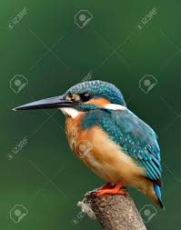 Diese vier kleinen vögel sitzen auf einem stromkabel und genießen die aussicht. Gemeiner Eisvogel Alcedo Atthis Grun Und Turkis Blauen Vogel Auf Einer Stange Satz Fur Einen Vogel Phography Im Stream Ruhig Hockt Exotische Natur Lizenzfreie Fotos Bilder Und Stock Fotografie Image 66286739