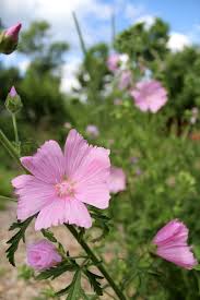 Marshmallow plant extract is gaining popularity in the world of beauty as of late. How To Grow Marshmallow Plants Althaea Officinalis