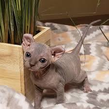 We did not find results for: Strange Sphynx And Elfs On Instagram Elf Cuteness Strangesphynxandelfs Sphynxcatsoinstagram Sphynx Kittensofinstagr Cute Hairless Cat Gorgeous Cats Cats