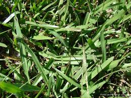 Image result for Axonopus