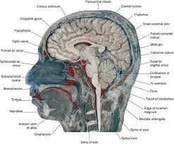 Cerebral Topography Clinical Gate