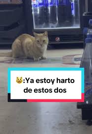 Idea de Irving: Gatos y Cumpleaños en TikTok