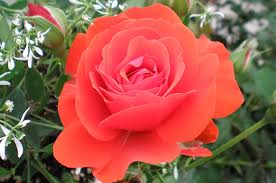 Spring and summer are the prime time for flowers to grow and blossom. Why Should You Grow Roses In Colorado Because They Love It Here Tagawa Gardens Blog