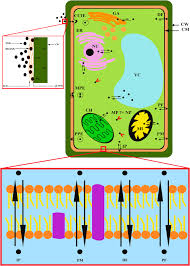 5) why do plant cells possess large sized vacuole ( 2 marks). Accumulation And Cellular Toxicity Of Engineered Metallic Nanoparticle In Freshwater Microalgae Current Status And Future Challenges Sciencedirect