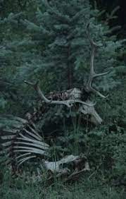 11 A Dark Naturalism Ideas Dark Nature Aesthetic Dark Aesthetic Soft dark como mencionamos antes una subdivision, este tipo de aesthetic, se podria decir que es una simplificacion del estilo gotico. 11 a dark naturalism ideas dark