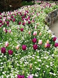 Visions Of Butchart Dance In My Head Unskinny Boppy Spring Garden Flowers Tulips Arrangement Tulips Garden