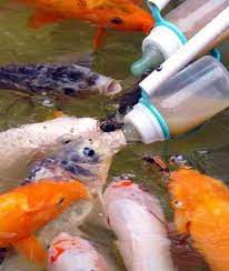 صيادين السمك اسماك تاكل مثل الاطفال baby fish fish fish pet