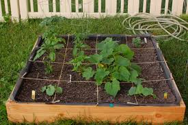 How many zucchini is a square foot? 27 June 2010 Supercraftygirl