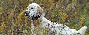 Puppyfinder.com is your source for finding an ideal puppy for sale in usa. Decoverly Kennels