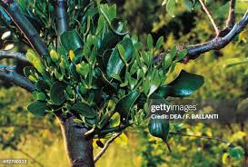 Image result for Santalaceae