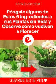 Con Estos 6 Ingredientes Tus Plantas Sin Vida Volveran A Florecer Insecticida Natural Para Plantas Abono Natural Para Plantas Abonos Para Plantas