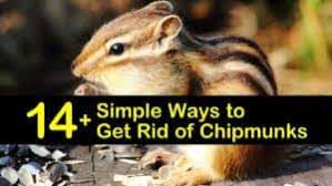 How to get rid of chipmunks from garden. 14 Simple Ways To Get Rid Of Chipmunks