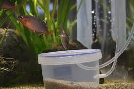 ミヤコタナゴの人工産卵床 - 相模川ふれあい科学館 アクアリウムさがみはら