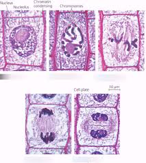 That is, in a multicellular. Mitosis Plant Cells Diagram Quizlet