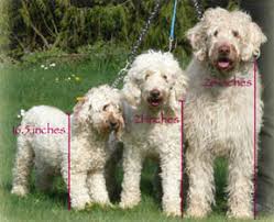 About Labradoodles Aussiedoodle And Labradoodle Puppies
