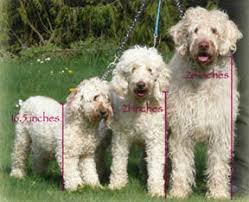 about labradoodles aussiedoodle and labradoodle puppies