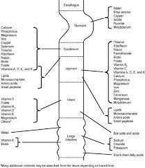 Digestion Absorption Health Info Health Science Medical Coding