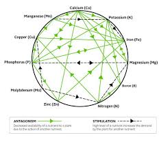 Mulder S Chart Of Plant Nutrient Interactions