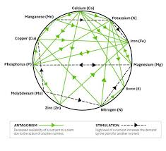 Mulder S Chart Of Plant Nutrient Interactions