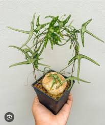 Image result for Adenia kirkii