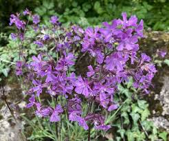 Image result for Silene abyssinica