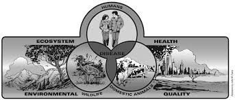 The environmental health sector and the environmental health workers (ehw) are there to 7. Http Samples Jbpub Com 9780763778903 78903 Ch01 5807 Pdf