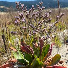 Image result for Cliffortia linearifolia