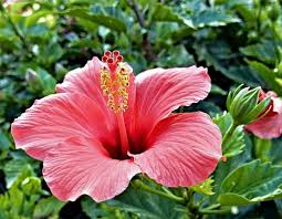 I first started growing edible hibiscus a couple of years ago because i love hibiscus tea. The Incredible Edible Hibiscus