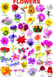 Pin By Mary Matos On Flowers Indian Flower Names Flower Images With Name Flower Names