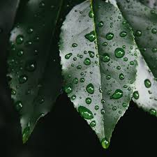 Watering your plant is a no brainer, but how. Needs Of Plants Let S Talk Science