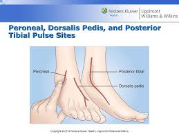 View 14 30 Posterior Tibial Pulse Location Pics Cdr
