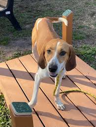 Berkeley Animal Center