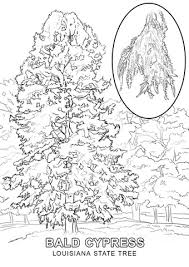 So, check out all of our fun and exciting tree activities. New York State Tree Coloring Page Free Coloring Library